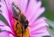 工蜂是怎么杀死老蜂王的 附杀死蜂王的原因？