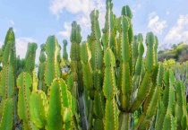 仙人掌会结果吗？