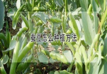 蚕豆怎么种植多久？