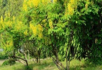 云实树是什么样的 附云实树的种植技术