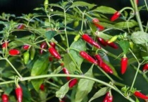 辣椒是蔬菜吗？