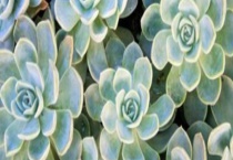 防辐射效果比较好的植物有哪些 这些植物有什么特点