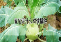 春包菜什么时候播种