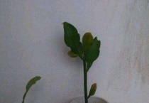 昙花杆子太长可以剪掉吗？