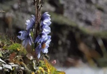刺瓣绿绒蒿茎杆上为什么有刺