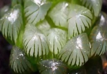 多肉出现猪肝色是什么原因？