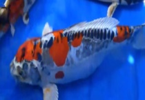 九纹龙锦鲤鱼多少钱一条？附饲养多久？