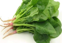 菠菜能不能生吃 附菠菜的做法