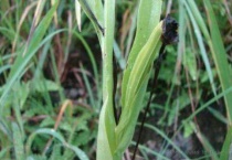 双肾子树北方能种活吗？