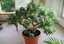 玉树老枝能扦插吗？