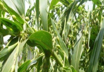 薏米树是什么样子的 薏米是怎么种出来的