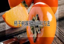 柿子树嫁接时间和多久？