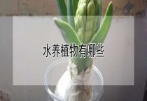 水养植物有哪些？