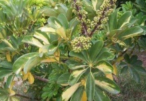 鸭掌木开花的征兆