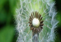 会飞的植物都有哪些？