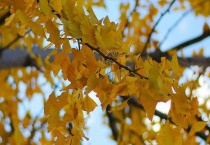 银杏有哪些品种