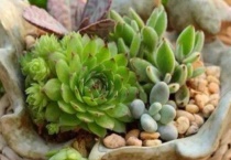 多肉往哪里浇水