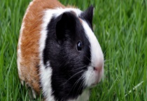 豚鼠的生理特征 附外形特征