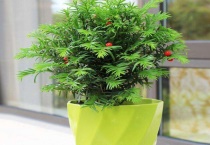 盆栽红豆杉的养殖方法和注意事项