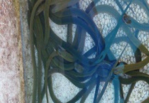 黄鳝的发病原因 附投喂注意事项