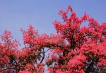 树干长满长硬刺的树叫什么？