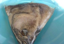 碟鱼头是什么鱼