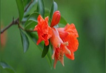 荆门市的市树市花是分别是什么 附荆门市概况