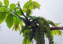 核桃须须的功效作用