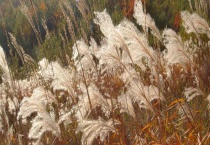 芒草和荻的区别？