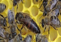 蜂王(蜂后) 是什么？