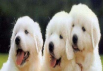 被狗狗抓伤怎么办？一般被抓伤都是在玩耍的时候