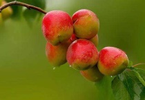 红杏是什么季节的
