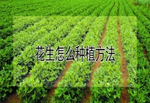 花生怎么种植多久？