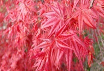 红舞姬和出猩猩的区别？