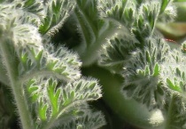 羽叶洋葵休眠后怎么办？