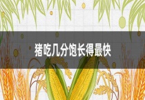 猪吃几分饱长得最快