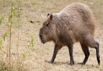 黑豚养殖的经济价值 主要有四个方面