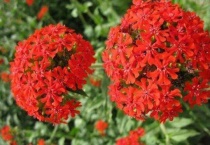 剪秋罗是一种什么植物