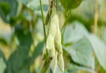 特早熟毛豆如何种植