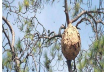 蜂胶在蜂箱的哪个部位 蜂胶的提纯技术