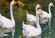 鹅和鸭的区别？有哪些？详细介绍