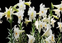 百合花和马蹄莲的区别？