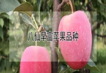 八仙早富苹果品种