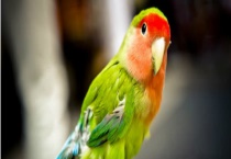 鹦鹉是如何过冬的 鹦鹉信任主人的表现有哪些？