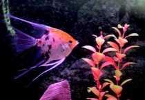 养燕鱼为什么要放沉木