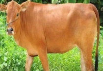 改良黄牛的基本原理 附杂交的特性和目的