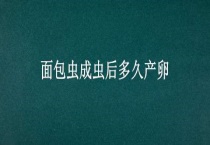 面包虫成虫后多久产卵