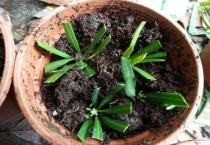 扦插罗汉松几天会生根