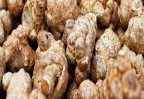 三七几个头的好？三七越大越好吗？