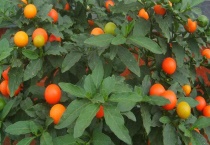 金桔枝条变黑处理多久？